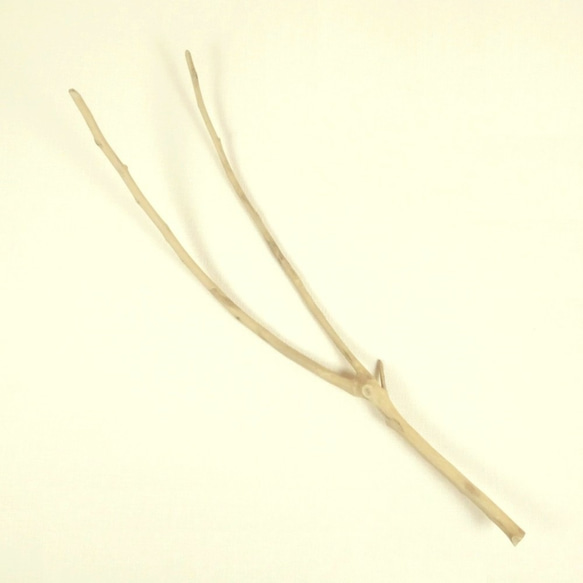 【温泉流木】枝分かれカーブの美しい細枝流木 流木素材 インテリア素材 木材 1枚目の画像