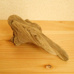 【温泉流木】年輪が層になった小さな流木  流木素材 インテリア素材 木材 3枚目の画像