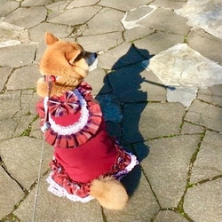RSH2紅色格紋公主裙狗狗服裝 第6張的照片