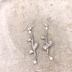 E31020 Leaves Silver 925 & Fresh Water Pearl Earrings 第5張的照片