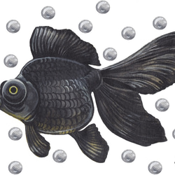 うちわ「金魚」uchiwa-kin02 3枚目の画像