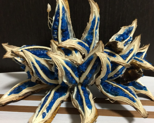 新生活応援価格希少レア植物＊入手困難＊旅人の木の種＊旅人の木の実L