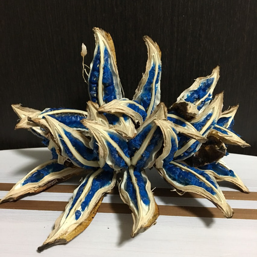 新生活応援価格希少レア植物＊入手困難＊旅人の木の種＊旅人の木の実L