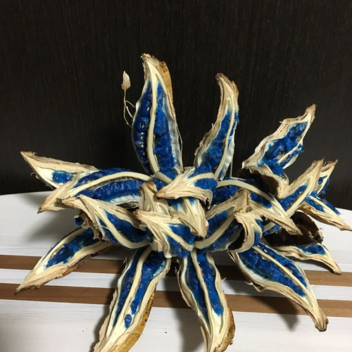 新生活応援価格希少レア植物＊入手困難＊旅人の木の種＊旅人の木の実L