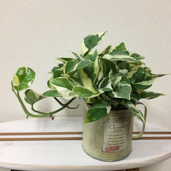 送料込＊永遠の富と言われてる観葉植物＊ポトスエンジョイ＊ブリキ缶 1枚目の画像