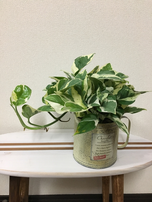 送料込＊永遠の富と言われてる観葉植物＊ポトスエンジョイ＊ブリキ缶 1枚目の画像