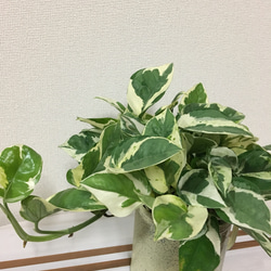 送料込＊永遠の富と言われてる観葉植物＊ポトスエンジョイ＊ブリキ缶 2枚目の画像