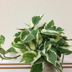 送料込＊永遠の富と言われてる観葉植物＊ポトスエンジョイ＊ブリキ缶 3枚目の画像