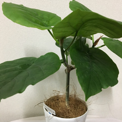 送料込＊大人気観葉植物＊ウンベラータ＊受皿おまけ付 2枚目の画像