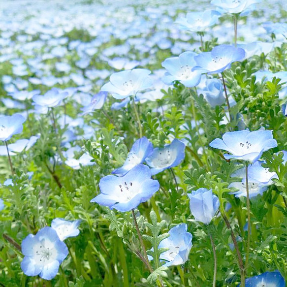 【ジョリーミニョン】(即納)呼吸がしやすい！ノーズワイヤー入りダブルガーゼ【薄ブルー】マスク 8枚目の画像