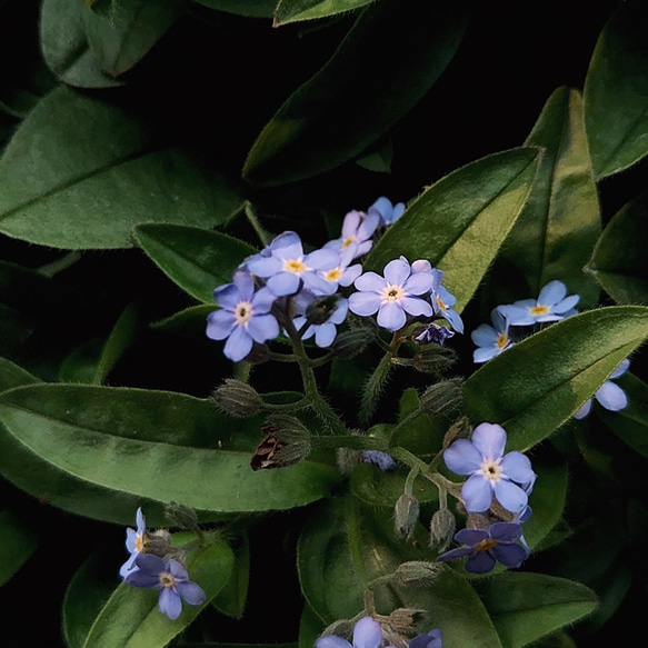 勿忘我和霞草草耳環（勿忘我，霧霾草，樹脂，透明耳環，免費送貨） 第6張的照片