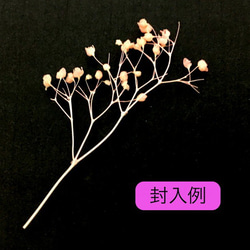 (mp_021)ミニかすみ草 全3色セット 白 ピンク 水色 ネイル レジン 材料 ドライフラワー 素材 3枚目の画像