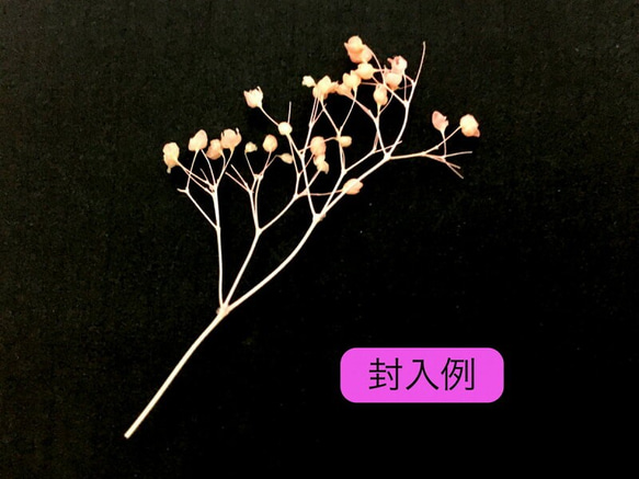 (mp_021)ミニかすみ草 全3色セット 白 ピンク 水色 ネイル レジン 材料 ドライフラワー 素材 3枚目の画像