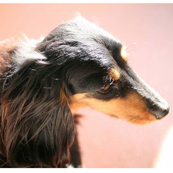 【ミニチュアダックスフンド】 ストラップ UST-1 ニッケルフリー 犬モチーフ  いぬ イヌ ペット 愛犬 4枚目の画像
