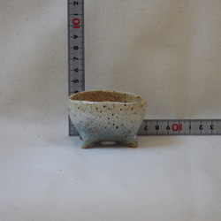 空色豆植木鉢(楕円) 9枚目の画像