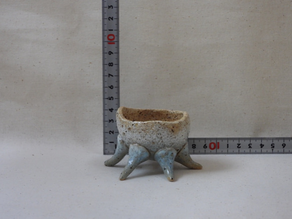 空色蛸足豆植木鉢(1) 8枚目の画像