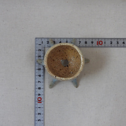 空色蛸足豆植木鉢(1) 10枚目の画像