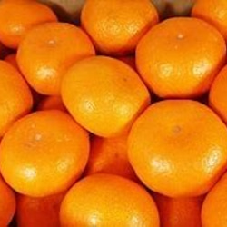 【予約受付中】期間限定　甘〜い、甘〜い、和歌山温州みかん　3ｋｇ　11月下旬発送予定 2枚目の画像