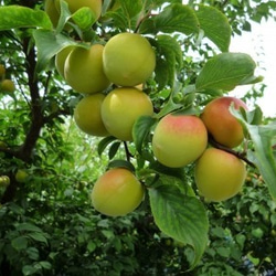 塩分控め！　紀州南高梅はちみつリンゴ酢梅300g  塩分６％ 3枚目の画像