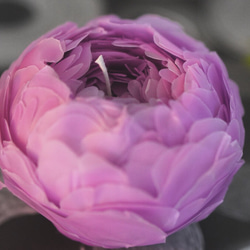 芍薬のキャンドル (peony candle) 5枚目の画像