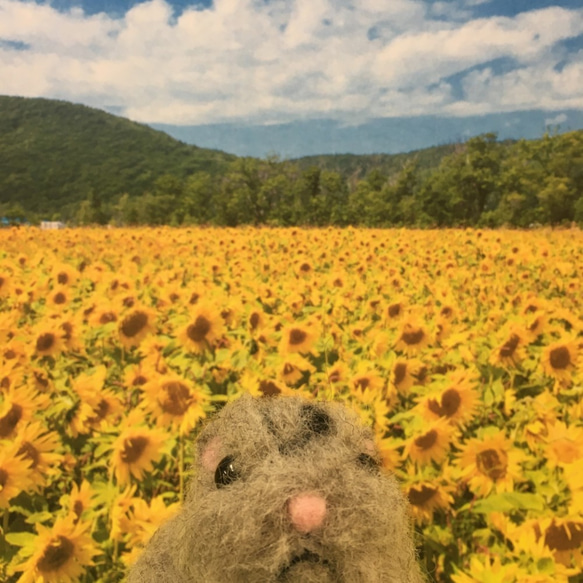 羊毛フェルト　お花が大好きなハムスターのお花屋さん　k00456 9枚目の画像