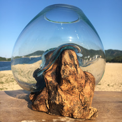 1点物 吹きガラスと天然木のオブジェ 金魚鉢 メダカ 水槽 アクアリウム テラリウム コケリウム 花瓶 9枚目の画像