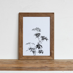 "シェフレラ・アルボリコラ" 「モノクロアート 観葉植物」A4 モノトーン ポスター & 木製 アンティーク 額縁 1枚目の画像