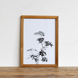 "シェフレラ・アルボリコラ" 「モノクロアート 観葉植物」A4 モノトーン ポスター & 木製 アンティーク 額縁 2枚目の画像