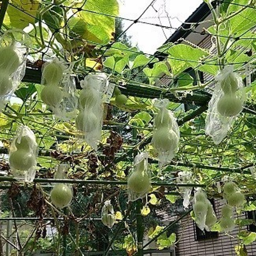乾燥ひょうたん 小（苗～網掛け～浸水～完成） その他素材 Lunye 通販