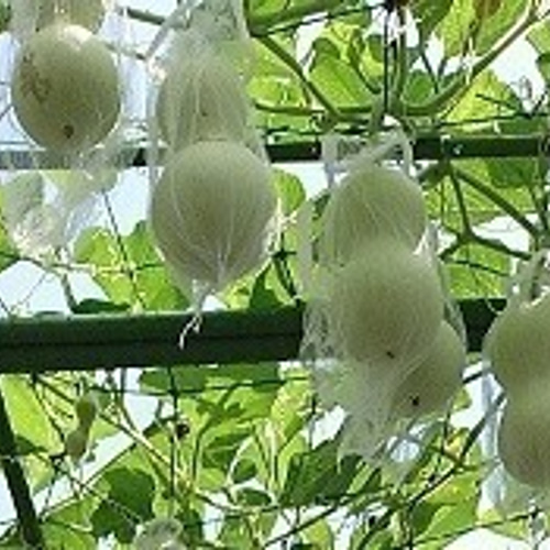 乾燥ひょうたん 小（苗～網掛け～浸水～完成） その他素材 Lunye 通販