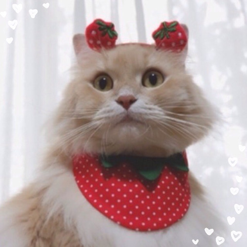 送料無料☆彡W苺いちごイチゴカチューシャ〜猫のカチューシャ ペット服