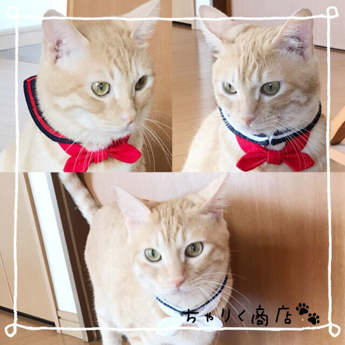 黒い招き猫 赤い耳と首輪レトロ Amazon.co.jp: ご縁猫 ミリオネアキャット(M-SIZE 黒 Black