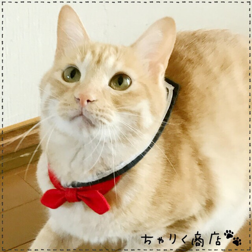 送料無料☆彡大人気！レトロなセーラー服風〜猫の首輪（セーラーカラー