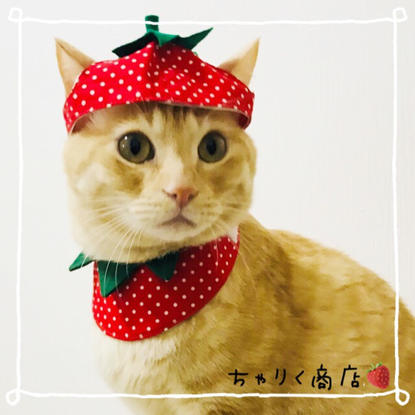 送料無料☆彡なりきりいちご苺イチゴ♡いちごのコスプレ風〜猫の首輪 1枚目の画像