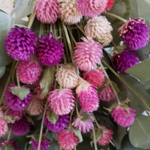 ユーカリと千日紅のスワッグ ドライフラワー GREEN ROSE 通販 6040291