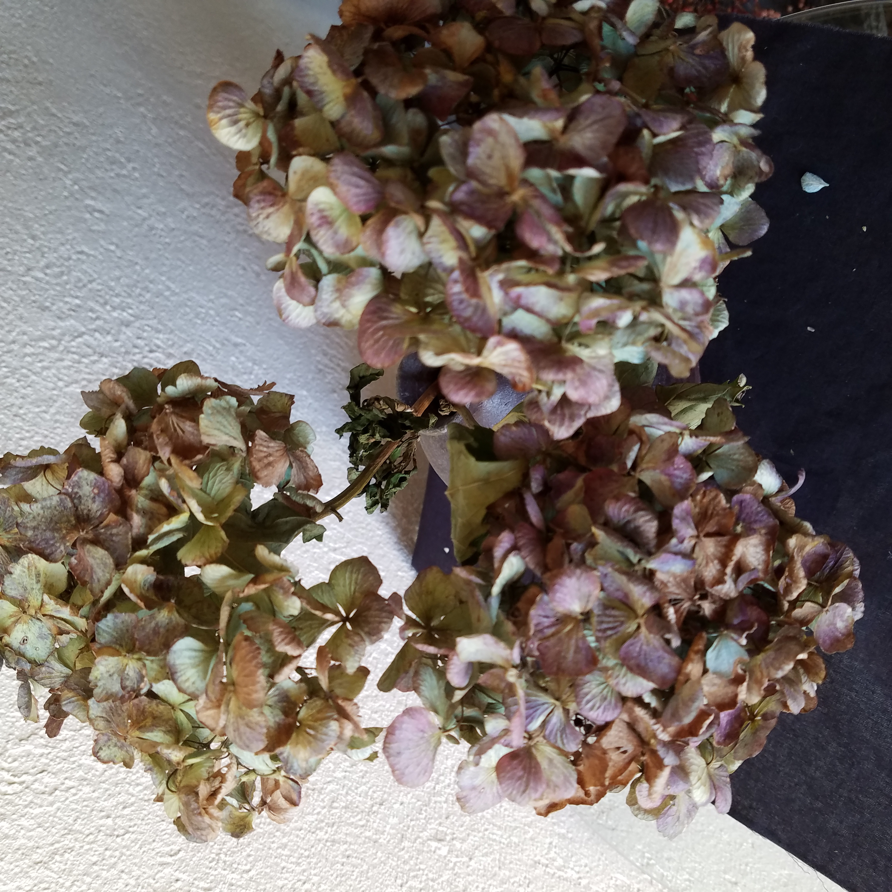 紫陽花　ドライフラワー　専用 紫陽花ドライフラワー 注文受付