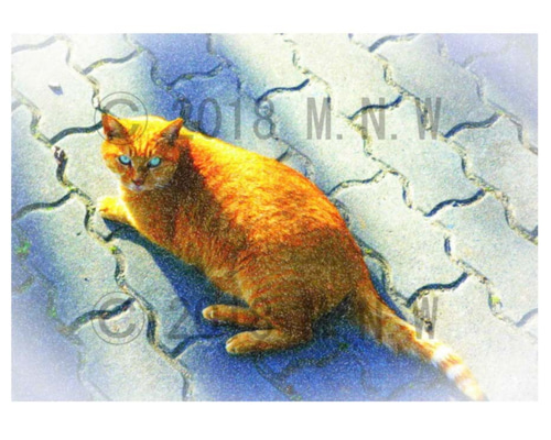 色鉛筆画 A4.仔猫2
