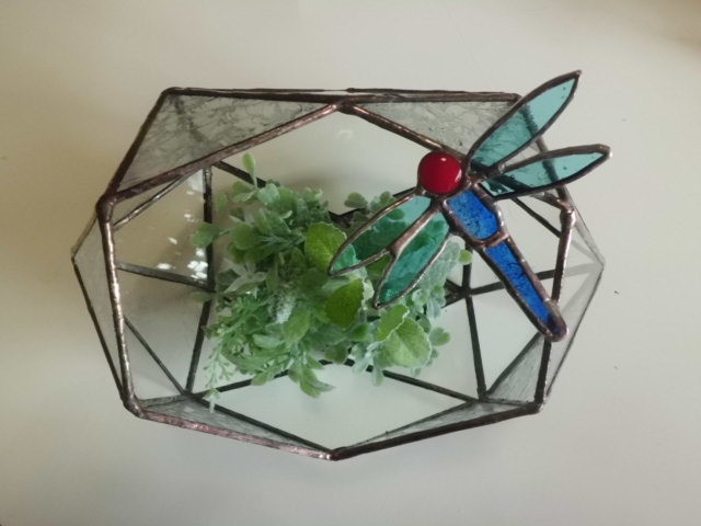 トンボのテラリュウム