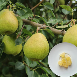 【季節限定】植物性 豆乳発酵バター『きんのばたぁ』 洋ナシ 2枚目の画像