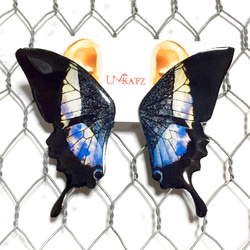 朝焼け蝶の羽根ピアス／イヤリング 2枚目の画像