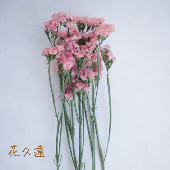 【花久遠】スターチス　（タスマニアオレンジ）花カフェオリジナルドライフラワー 1枚目の画像