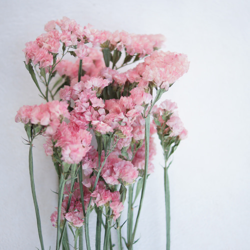 花久遠】スターチス （タスマニアオレンジ）花カフェオリジナルドライ