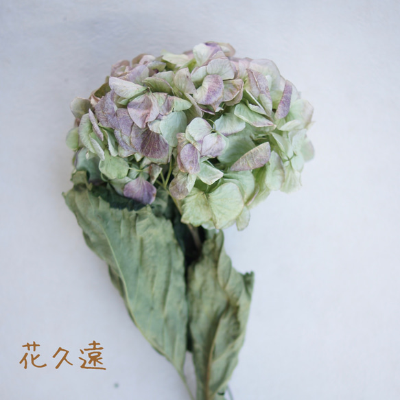 【花久遠】アジサイ（ニュアンスカラー）花カフェオリジナルドライフラワー 1枚目の画像