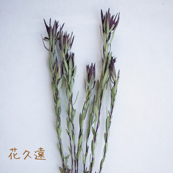 花久遠】リューカデンドロン（ブラッシュ） 花カフェオリジナルドライ