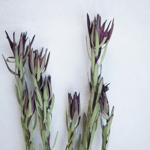 リューカデンドロン❇️ブラッシュ♪ドライフラワー❣️ 楽天市場