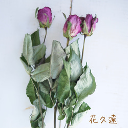 値下げ【花久遠】バラ　ピンク（ボヌール）花カフェオリジナルフラワー 1枚目の画像