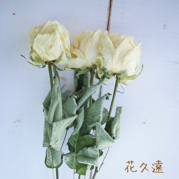 【花久遠】バラ　クリームホワイト（アヴァランチェ）花カフェオリジナルフラワー 1枚目の画像