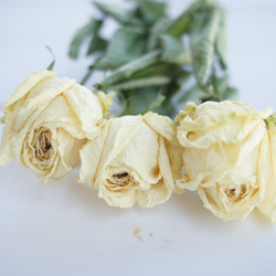 【花久遠】バラ　クリームホワイト（アヴァランチェ）花カフェオリジナルフラワー 2枚目の画像