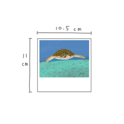 YANG_手繪明信片(海龜) 第2張的照片