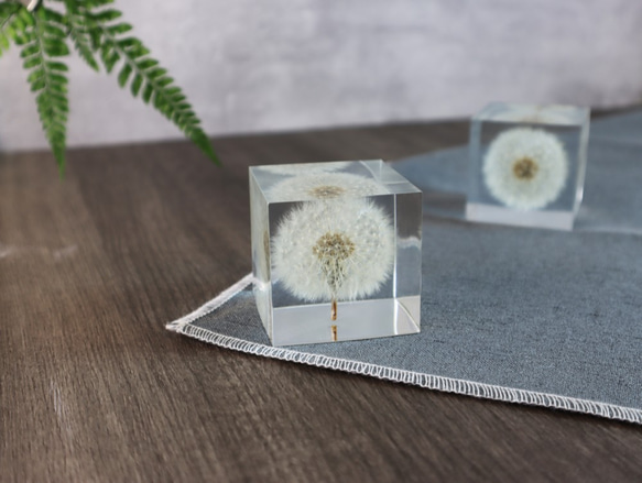 夢天涯 蒲公英冰磚 ( 方5cm ) Taraxacum Brick Taiwan 第1張的照片